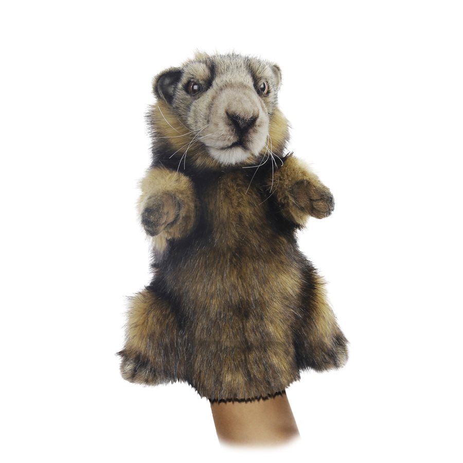 hansa marmot